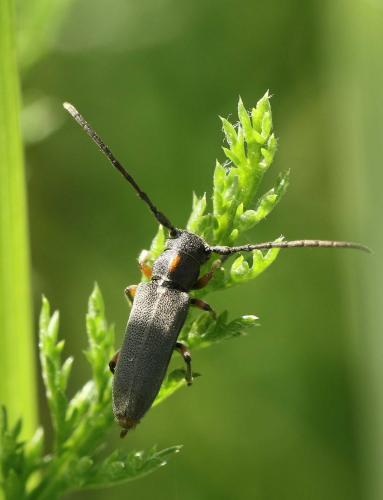 Phytoecia pustulata
